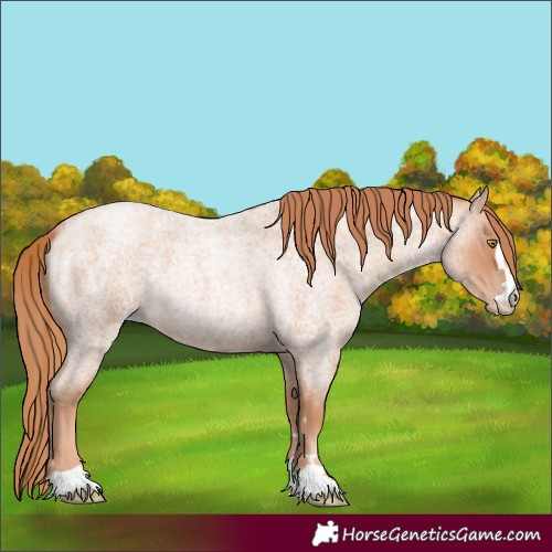 Horse Color:Gold Champagne Roan 
