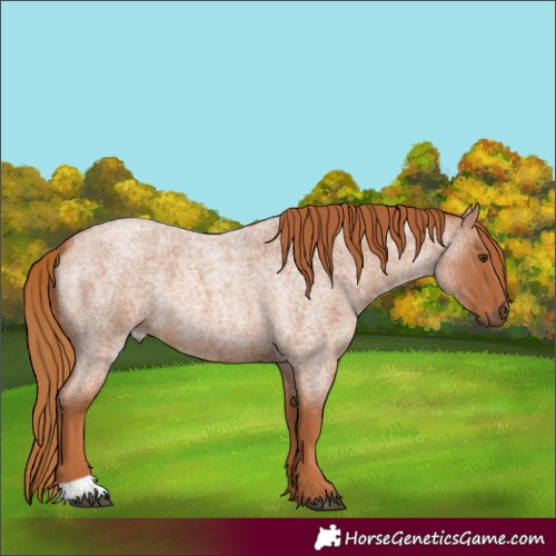 Horse Color:Red Roan 
