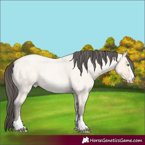 Horse Color:Amber Cream Champagne Roan 