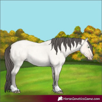 Horse Color:Amber Cream Champagne Roan 