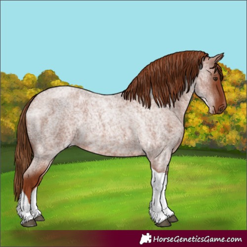 Horse Color:Red Roan Tobiano