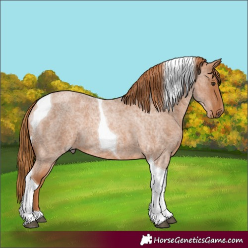 Horse Color:Red Roan Tobiano