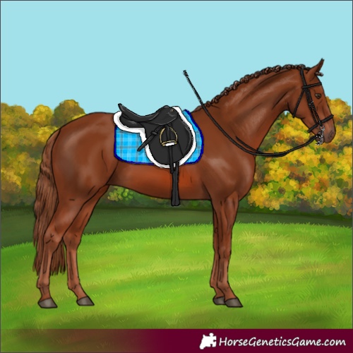 Horse Color:Chestnut 