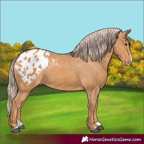 Horse Color:Chestnut Splash Appaloosa