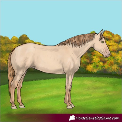 Horse Color:Gold Champagne Dun