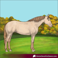 Horse Color:Gold Champagne Dun