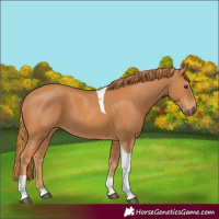 Horse Color:Chestnut Tobiano 