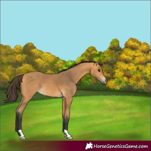 Horse Color:Buckskin