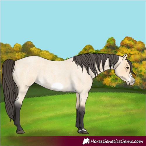 Horse Color:Buckskin Roan Frame 