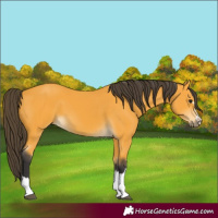 Horse Color:Buckskin