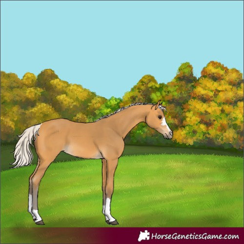 Horse Color:Silver Buckskin
