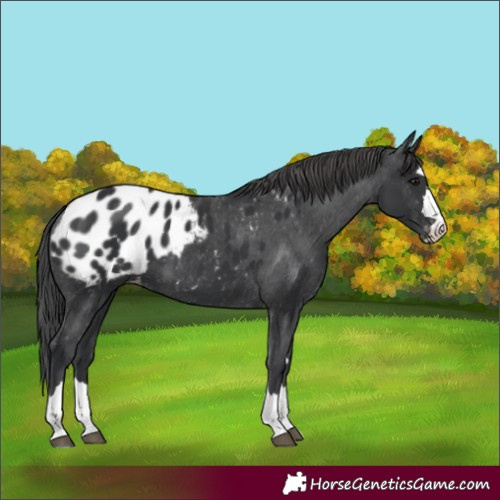 Horse Color:Black Appaloosa 