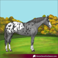 Horse Color:Black Blanket 