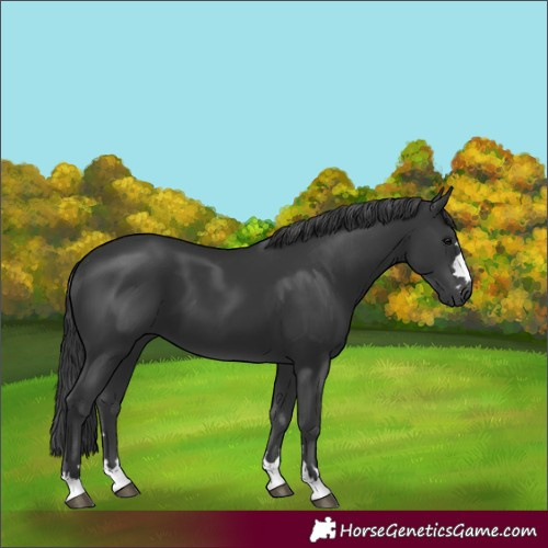 Horse Color:Black 