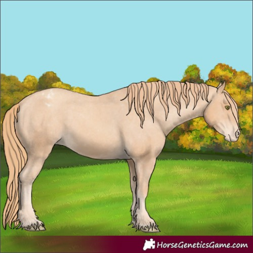 Horse Color:Gold Champagne Appaloosa 