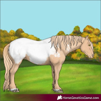 Horse Color:Gold Champagne Near Fewspot 