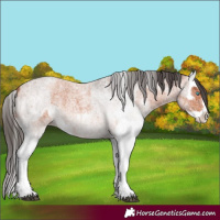 Horse Color:White Spotted Bay Roan Splash and White Spotted Bay Roan Splash