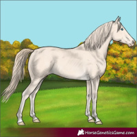 Horse Color:Perlino