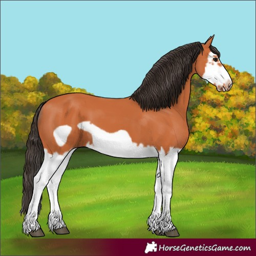 Horse Color:Bay Splash Frame 