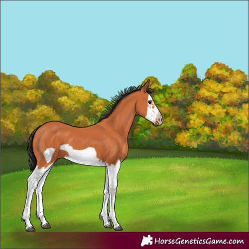 Horse Color:Bay Splash Frame 