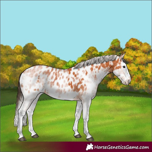 Horse Color:White Spotted Bay Splash Appaloosa  and White Spotted Silver Bay Splash Appaloosa 