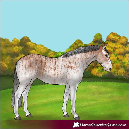 Horse Color:White Spotted Bay Splash  and White Spotted Bay Splash 