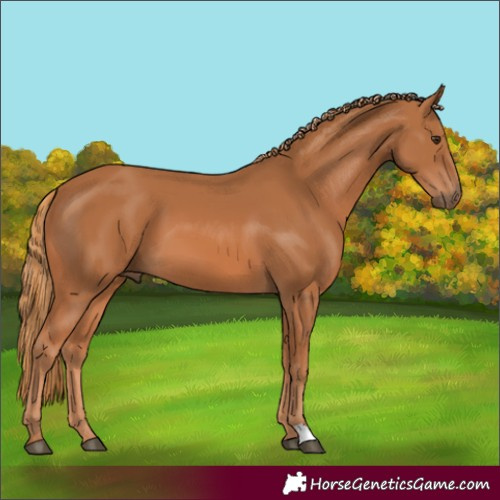 Horse Color:Chestnut 