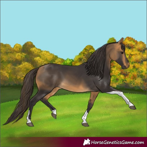 Horse Color:Buckskin Tobiano