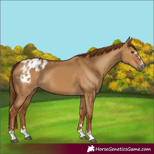 Horse Color:Gray Red Dun Appaloosa 