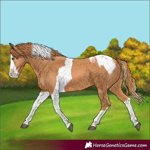 Horse Color:Unknown 