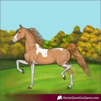 Horse Color:Chestnut Splash Tobiano 