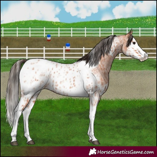 Horse Color:Bay Roan Splash Tobiano Appaloosa  and Bay Roan Splash Tobiano Appaloosa 