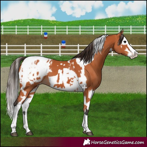 Horse Color:Bay Splash Tobiano Appaloosa and Bay Splash Tobiano Appaloosa
