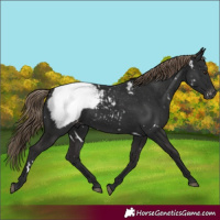 Horse Color:White Spotted Liver Chestnut Snowcap Rabicano 