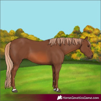 Horse Color:Chestnut 