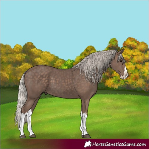 Horse Color:Silver Black Splash 