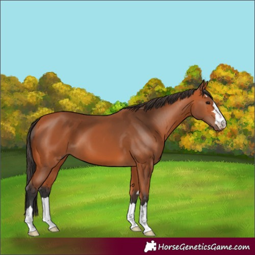 Horse Color:Bay 