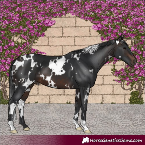 Horse Color:White Spotted Brown