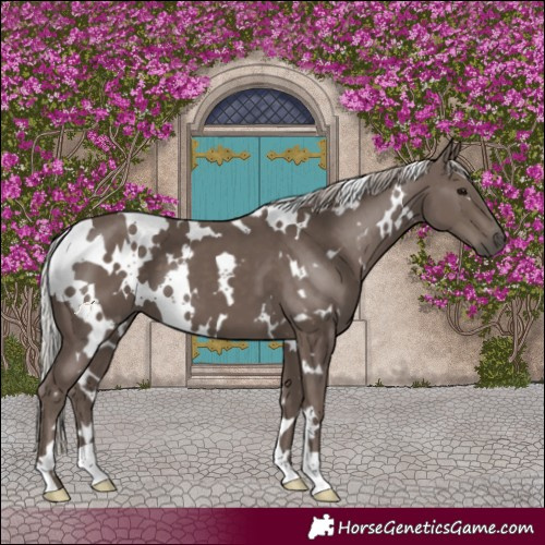 Horse Color:White Spotted Silver Black 