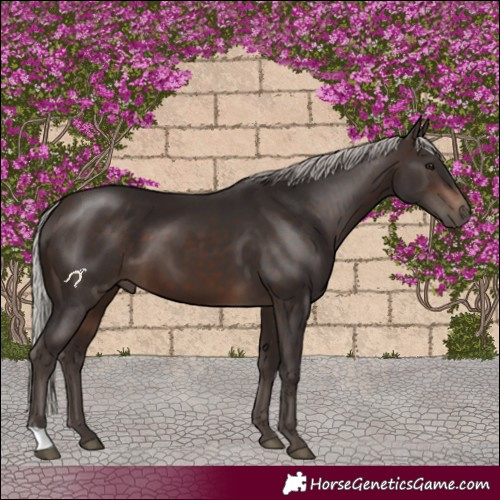 Horse Color:Silver Brown 