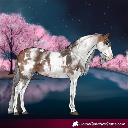 Horse Color:White Spotted Bay 
