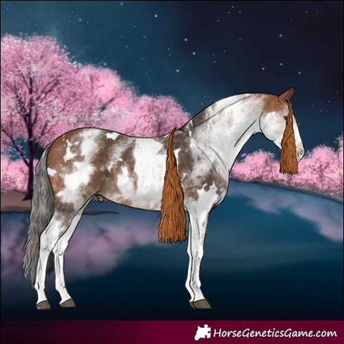 Horse Color:White Spotted Bay 