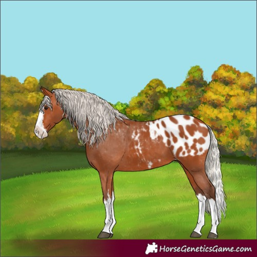Horse Color:Silver Bay Splash Appaloosa 