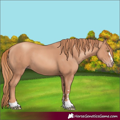 Horse Color:Gold Champagne 