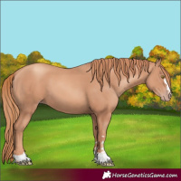 Horse Color:Gold Champagne 