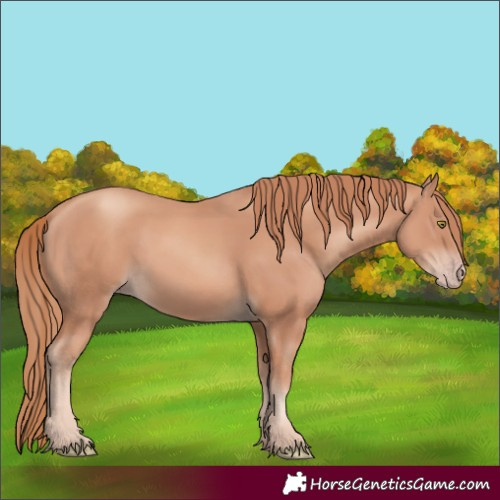 Horse Color:Gold Champagne 