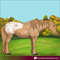 Horse Color:Chestnut Appaloosa
