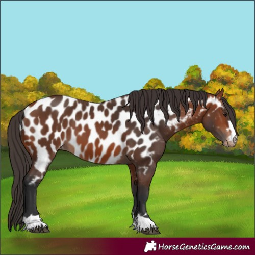 Horse Color:Bay Appaloosa 