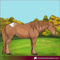 Horse Color:Chestnut Varnish 