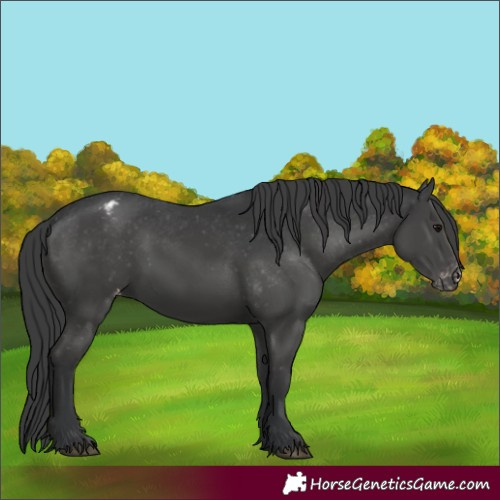 Horse Color:Black Appaloosa 